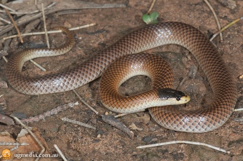 Dwyer's snake (Parasuta dwyeri)