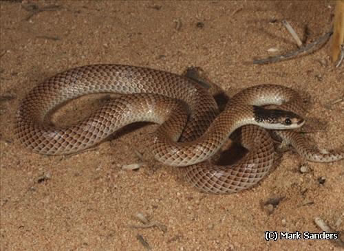 Gould's hooded snake (Parasuta gouldii)