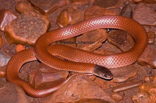 monk snake (Parasuta monachus)
