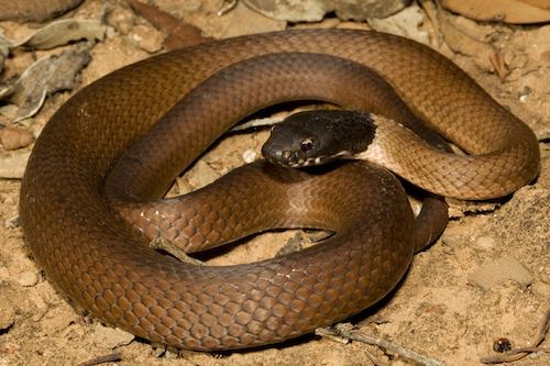Lake Cronin snake (Paroplocephalus atriceps)