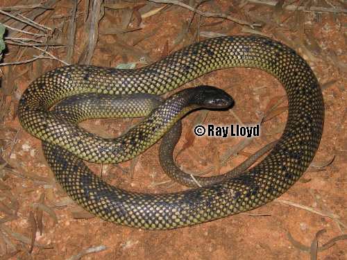 spotted mulga snake (Pseudechis butleri)