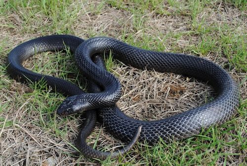 Papuan black snake (Pseudechis papuanus)