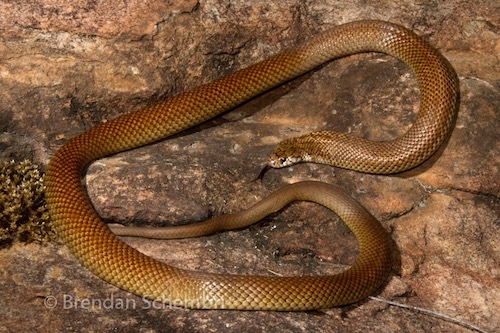Western pygmy mulga snake (Pseudechis weigeli)