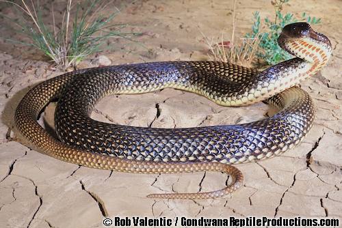 Ingram's brown snake (Pseudonaja ingrami)