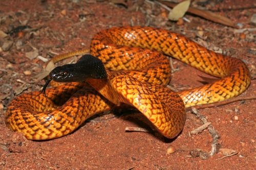 western brown snake (Pseudonaja mengdeni)