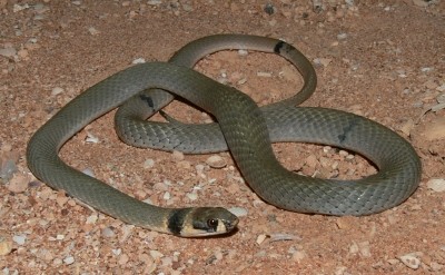 ringed brown snake (Pseudonaja modesta)