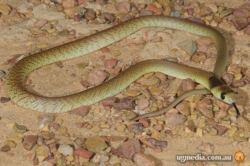 northern brown snake (Pseudonaja nuchalis)