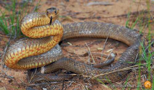 eastern brown snake (Pseudonaja textilis)