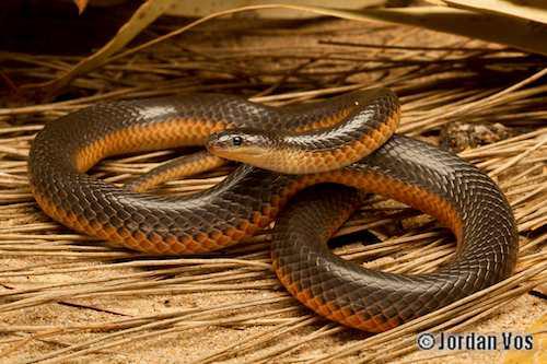 square-nosed snake (Rhinoplocephalus bicolor)