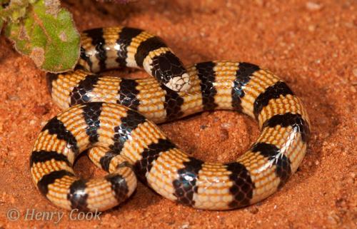 desert banded snake (Simoselaps anomalus)