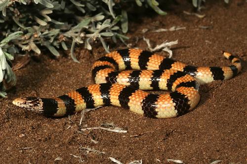 Jan's banded snake (Simoselaps bertholdi)