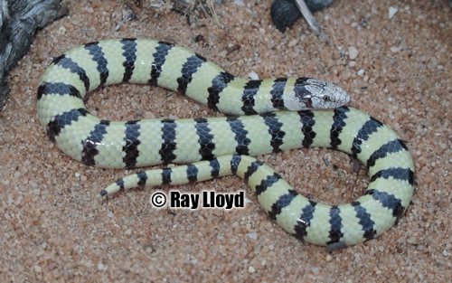 West Coast banded snake (Simoselaps littoralis)
