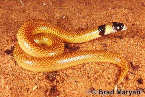 Dampierland burrowing snake (Simoselaps minimus)