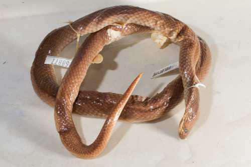 Ord curl snake (Suta ordensis)