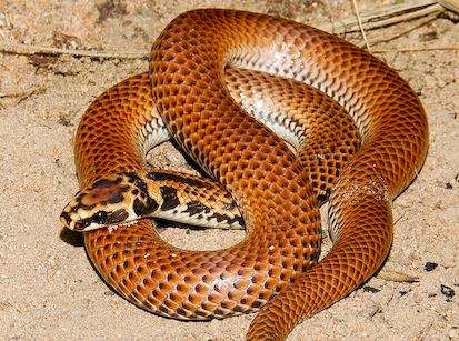 little spotted snake (Suta punctata)
