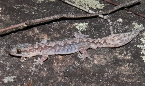 Lesueur's velvet gecko (Amalosia lesueurii)