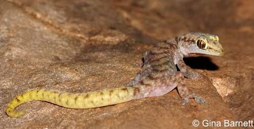 slim velvet gecko (Amalosia obscura)