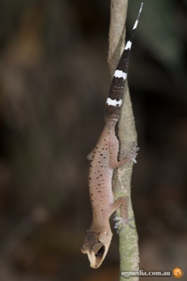 chameleon gecko (Carphodactylus laevis)