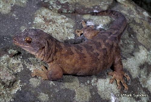 Lord Howe island gecko (Christinus guentheri)