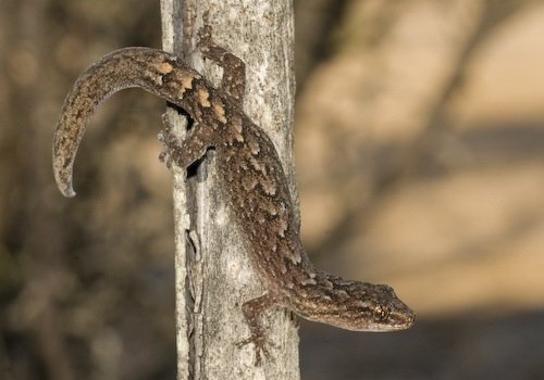 marbled gecko (Christinus marmoratus)