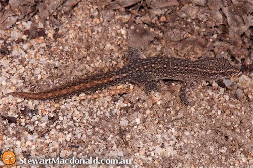 south-western clawless gecko (Crenadactylus ocellatus)