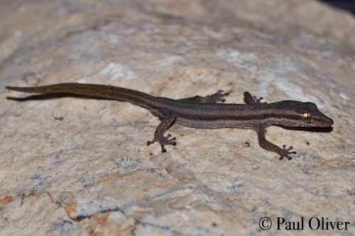 South-west Kimberley clawless gecko (Crenadactylus rostralis)