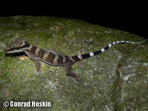 Pascoe River ring-tailed gecko (Cyrtodactylus adorus)