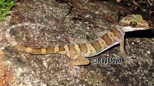 Hoskin's ring-tailed gecko (Cyrtodactylus hoskini)