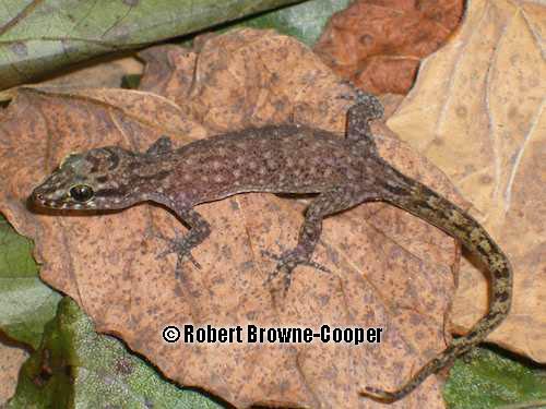 Kimberley bent-toed gecko (Cyrtodactylus kimberleyensis)