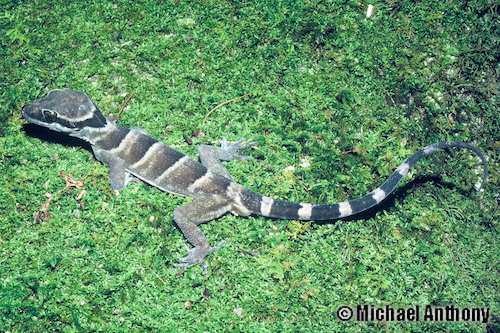 McIlwraith ring-tailed gecko (Cyrtodactylus pronarus)