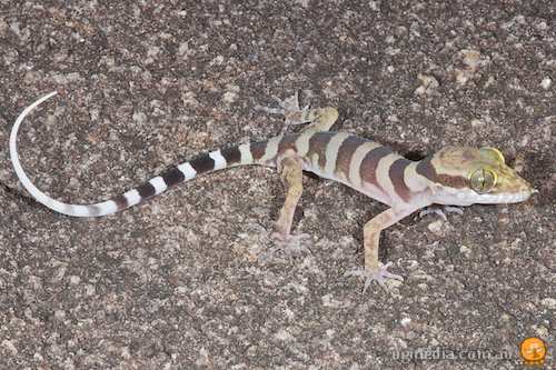 coastal ring-tailed gecko (Cyrtodactylus tuberculatus)