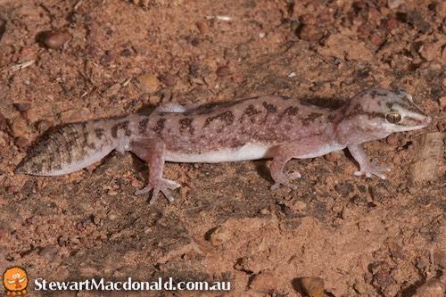 Gulf fat-tailed gecko (Diplodactylus barraganae)