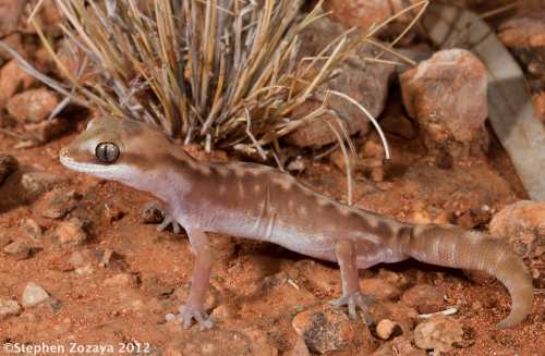 Cape Range stone gecko (Diplodactylus capensis)
