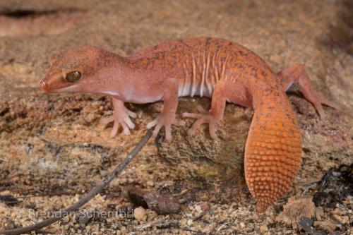 Kimberley fat-tailed gecko (Diplodactylus custos)