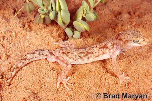 Lake Disappointment ground gecko (Diplodactylus fulleri)