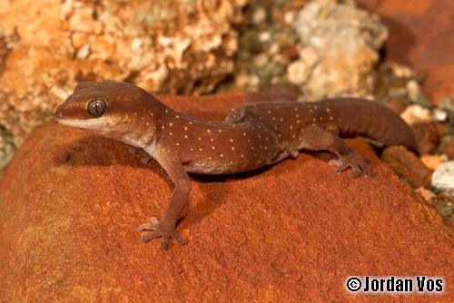 northern Pilbara beak-faced gecko (Diplodactylus galaxias)