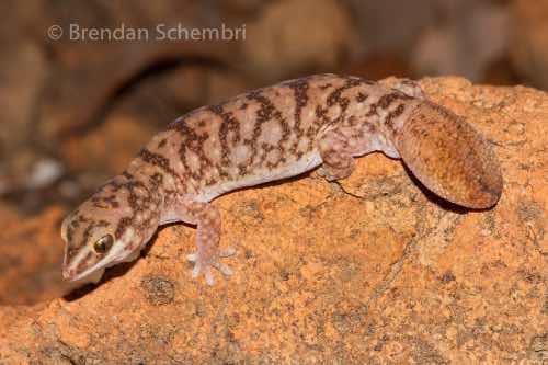 northern fat-tailed gecko (Diplodactylus hillii)