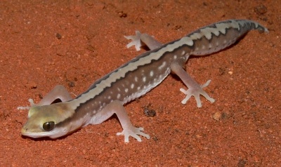 Kluge's gecko (Diplodactylus klugei)