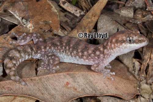 speckled stone gecko (Diplodactylus lateroides)
