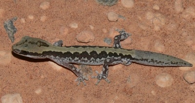 ornate stone gecko (Diplodactylus ornatus)