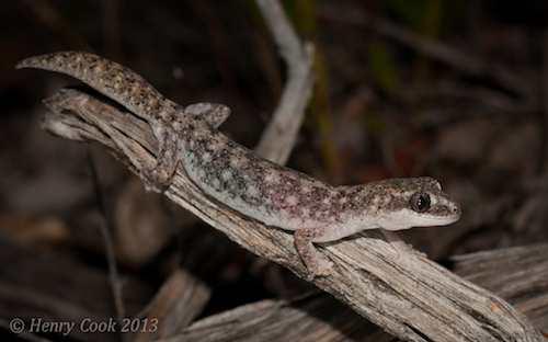 spotted sandplain gecko (Diplodactylus polyophthalmus)
