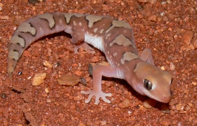 fine-faced gecko (Diplodactylus pulcher)