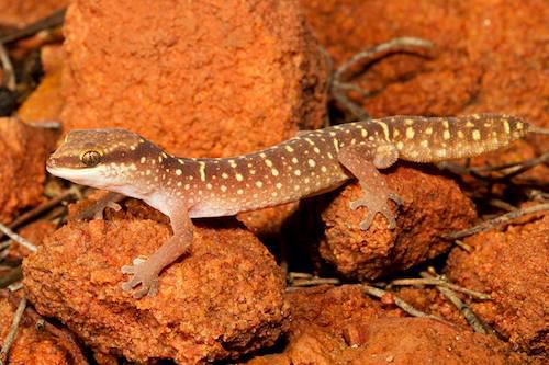yellow-spotted Pilbara gecko (Diplodactylus savagei)