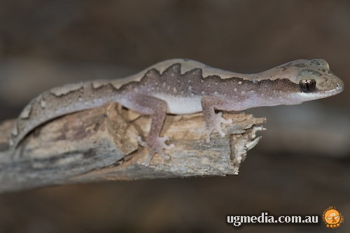 eastern stone gecko (Diplodactylus vittatus)