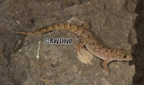 Kimberley Karst gecko (Gehyra girloorloo)