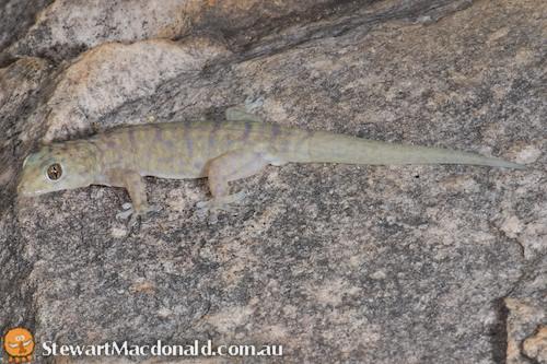 multi-pored gecko (Gehyra multiporosa)