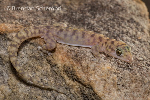 Northern Kimberley gecko (Gehyra pluraporosa)