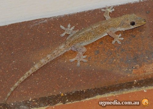Asian house gecko (Hemidactylus frenatus)