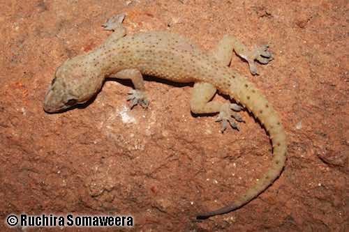 Sri Lankan house gecko (Hemidactylus parvimaculatus)