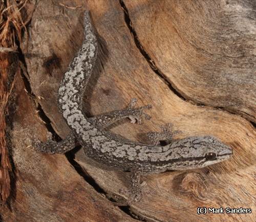 reticulated velvet gecko (Hesperoedura reticulata)